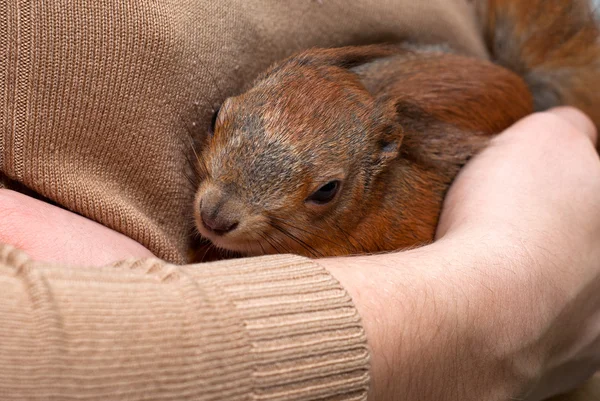 Red squirrel lying on hand — Stock Photo, Image