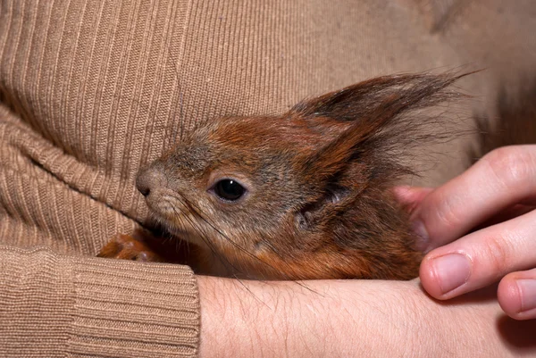 Red squirrel lying on hand — Stock Photo, Image