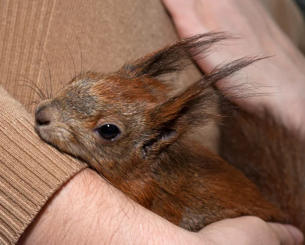 Red squirrel lying on hand — Stock Photo, Image