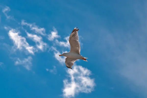 The seagull, Varna, Bulguria — Stock Photo, Image