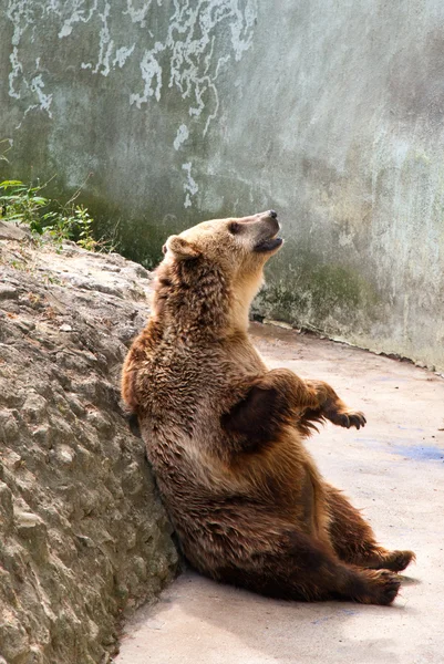 Oso pidiendo comida en el zoológico, Varna, Bulgaria — Foto de Stock