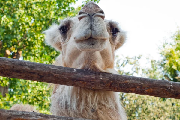 Красиві верблюді в зоопарку, Варна, Болгарія — стокове фото