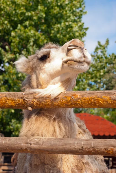 Όμορφη καμήλας στη το ζωολογικό κήπο, Βάρνα, Βουλγαρία — Φωτογραφία Αρχείου