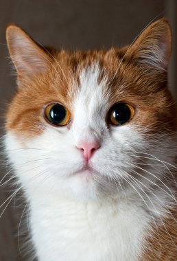 Genç kırmızı kedi portresi