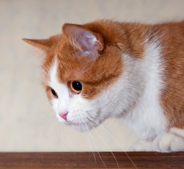 Genç kırmızı kedi portresi