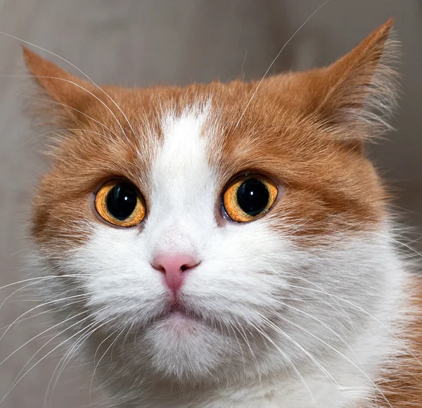 一只年轻的红猫的肖像 — 图库照片