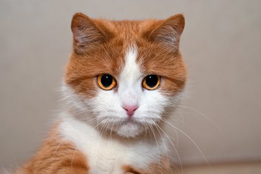 Genç kırmızı kedi portresi