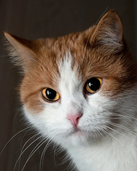 Portrét mladé červená kočka — Stock fotografie