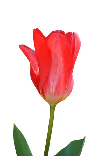 Rote Tulpe isoliert auf weiß — Stockfoto