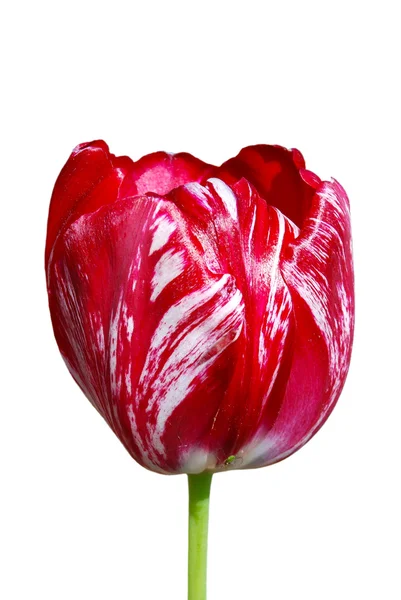 Červený tulipán izolovaný na bílém — Stock fotografie