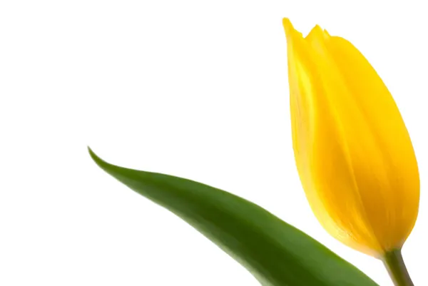 Tulipano giallo isolato su bianco — Foto Stock