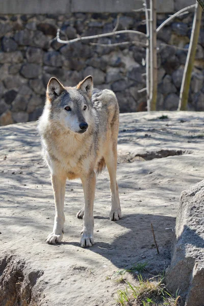 Lobo joven en el zoológico de Kiev — Foto de Stock
