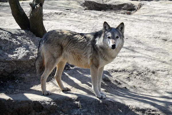 Serigala muda di kebun binatang Kyiv — Stok Foto