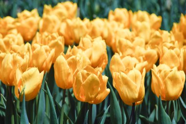 güzel Sarı laleler