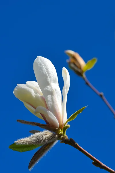 マグノリアと青空の開花 — ストック写真