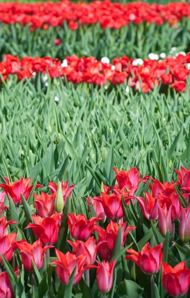 Beautiful red tulips in April — Stock Photo, Image