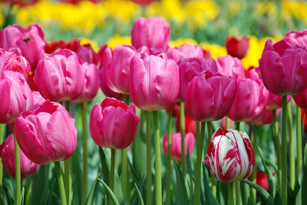 Belles tulipes roses et jaunes — Photo