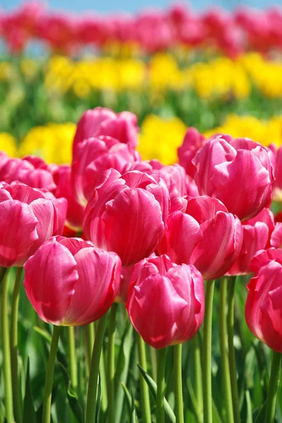 Belles tulipes roses et jaunes — Photo