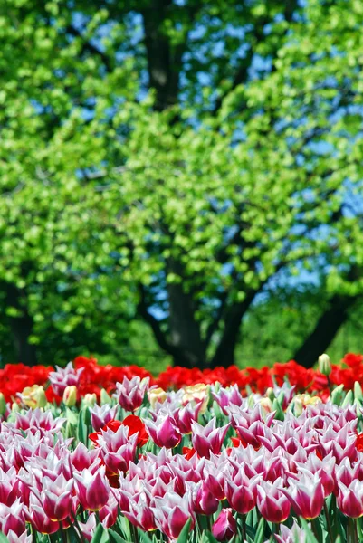 Beautiful tulips — Stock Photo, Image