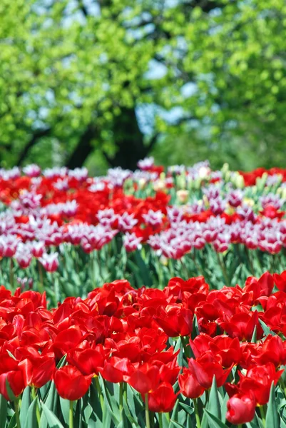 Beautiful tulips — Stock Photo, Image