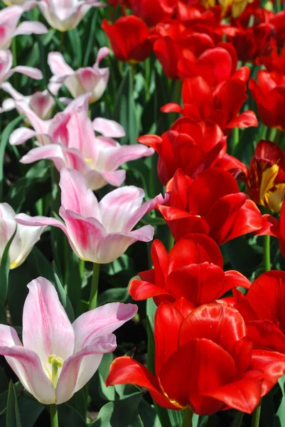 Two varieties of beautiful tulips — Stock Photo, Image