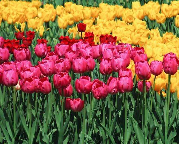 Beautiful pink and yellow tulips — Stock Photo, Image