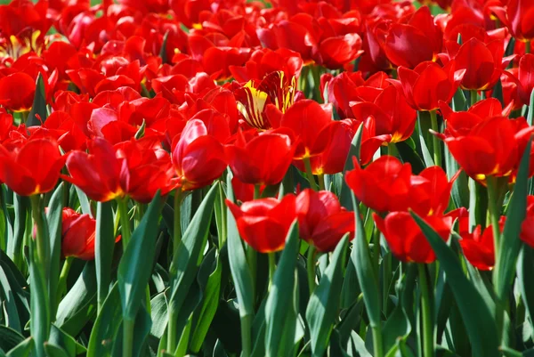 Red tulips in botanical garden, April, Ukraine — Stock Photo, Image