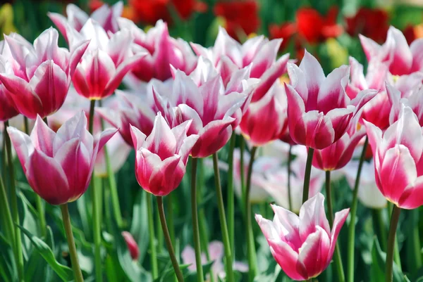 Krásné růžové tulipány, duben, Ukrajina — Stock fotografie