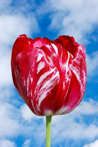 Tulipano rosso sullo sfondo del cielo blu — Foto Stock