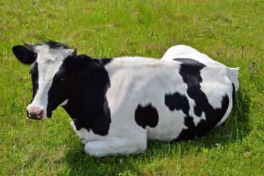 İlkbahar mera üzerinde inek
