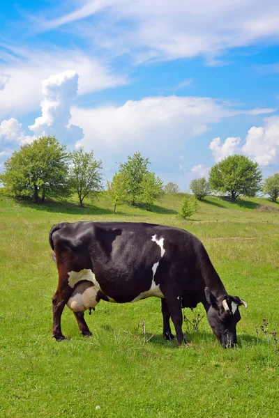 Kráva na pastvě na jaře — Stock fotografie