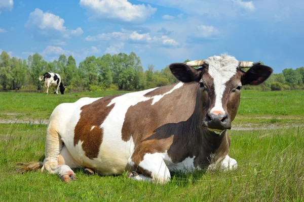 Vaches dans un pâturage printanier — Photo