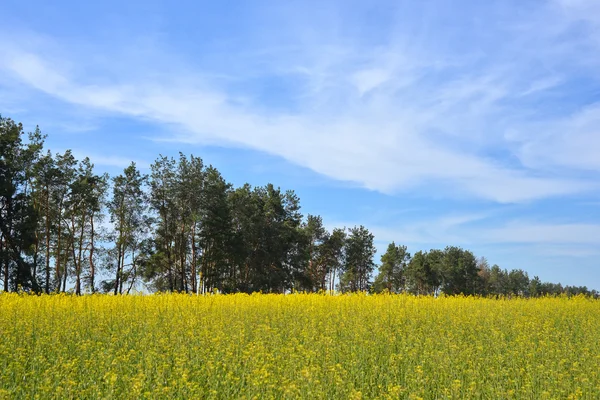 Rape field — Stock Photo, Image