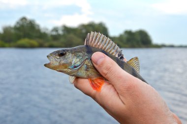 Balıkçı'nın elinde levrek