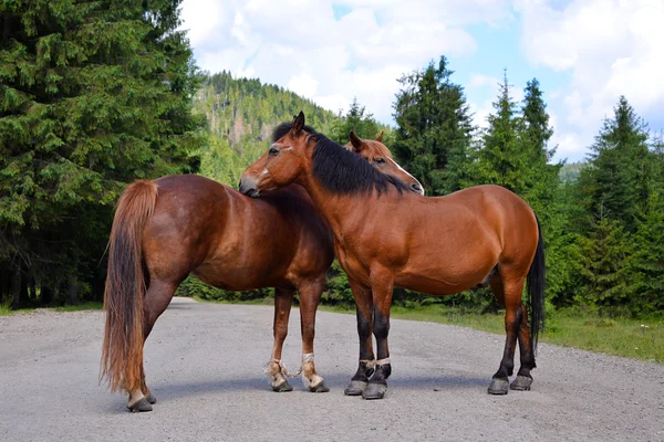 Pareja de caballos de pie en el camino —  Fotos de Stock