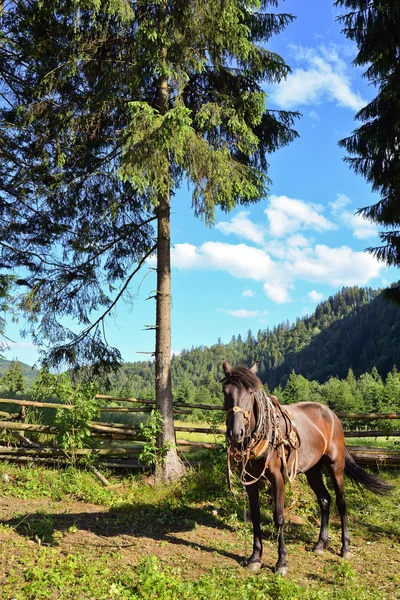 Cheval des Carpates attendant son propriétaire — Photo