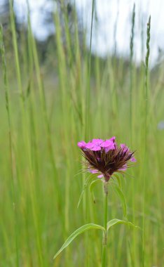kır çiçeği yaz çayır üzerinde