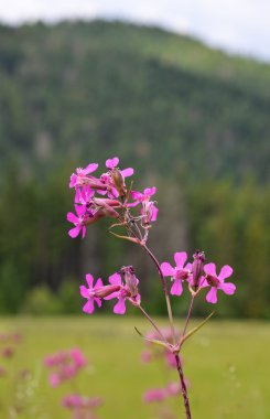 Yaz otlağında yabani çiçekler