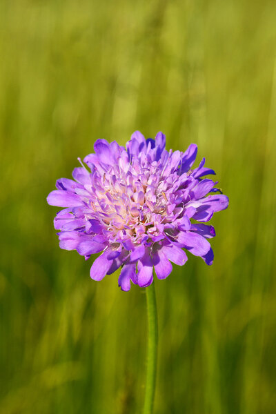 Дикий цветок на летнем лугу
