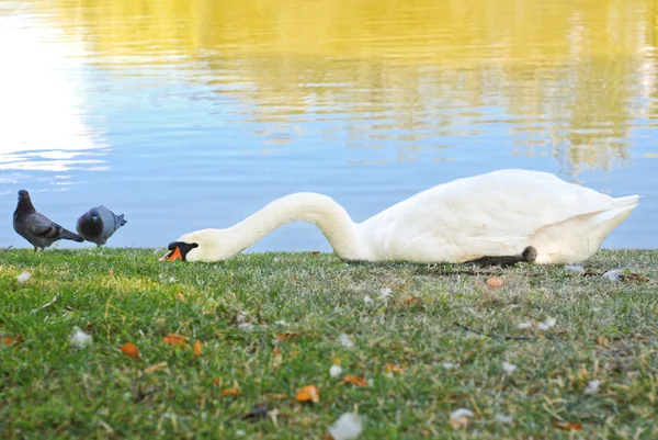 Белый лебедь лежит на берегу пруда — стоковое фото