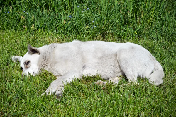 Αδέσποτο σκύλο ξαπλωμένο στο γρασίδι — Φωτογραφία Αρχείου