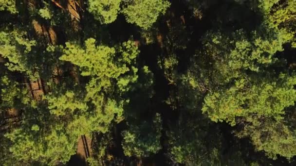 Pohled na borový les a vrcholky stromů. Slunečný den v borovém lese. — Stock video