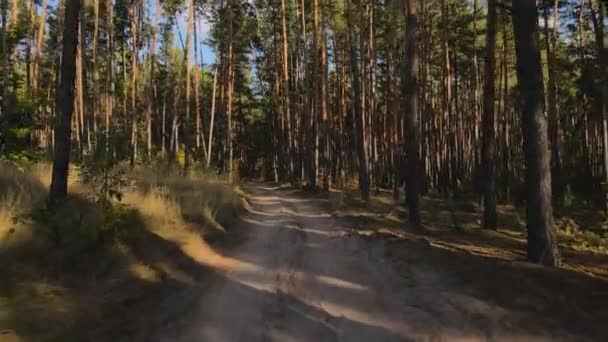 O drone voa ao longo de uma estrada de terra através de um pinhal. Sunny View em pinhal e estrada. Vídeo de resolução 4K — Vídeo de Stock