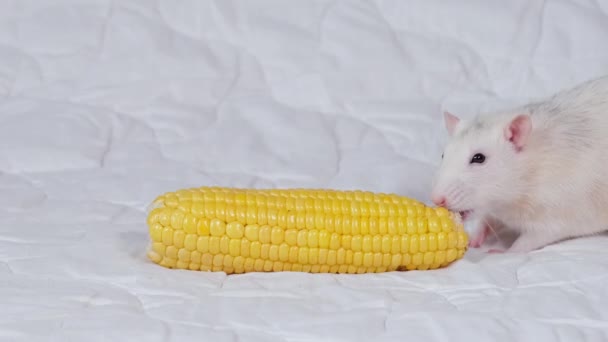 Gris claro divertido mascota rata comiendo columpio de maíz seco para roedores. concepto de mascotas caseras. Mascotas Rata sobre fondo blanco. Vídeo de resolución 4K. — Vídeos de Stock