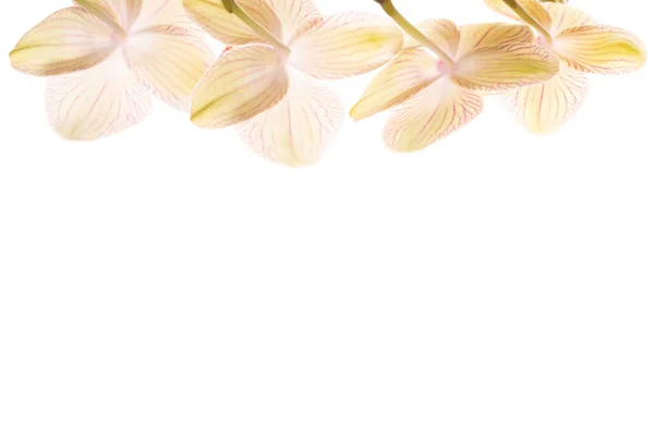 Bel ramo di orchidea giallo tenero isolato su sfondo bianco. Bandiera floreale con spazio copia — Foto Stock
