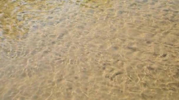 작은 물고기는 맑은 강에서 헤엄을 친다. 위에서 본 모습. 얕은 강 의물 과작은 물고기 — 비디오