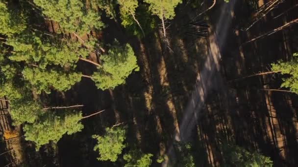 Drönare syn på tallskog och trädtoppar. Solig dag i tallskog. 4K-upplösning video — Stockvideo