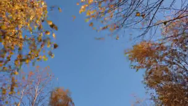 Голубое небо подглядывает через березовые ветви. Желтые, золотые и оранжевые ветви березы. Осенний видеобаннер с разрешением 4k — стоковое видео