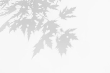 Damgalama için gölge efektleri. Model modeller. Doğal ışıklandırma manzaraları. Akçaağaç dallarının açık gri gölgeleri beyaz bir duvarda. Kopyalama alanı olan pankart