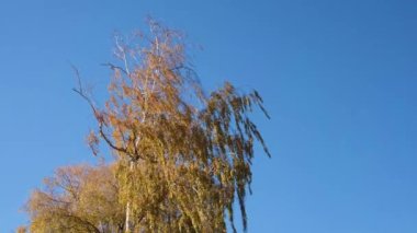 Parlak mavi gökyüzüne ve sarı ve altın yapraklarla kaplı bir huş ağacına bakın. Ağaçların dalları rüzgarda gelişiyor ve kuşlar uçup gidiyor.